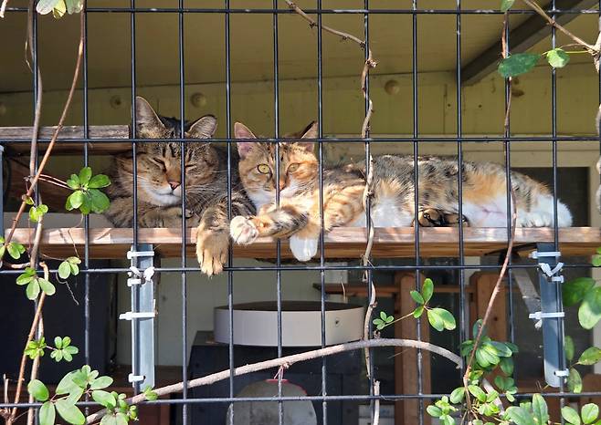 아쿠, 아톰과 제법 친해진 아기 고양이 람지는 스스럼없이 오빠들에게 몸을 기대기도 한다. ⓒ이용한 제공