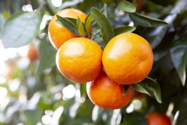 /클립아트코리아