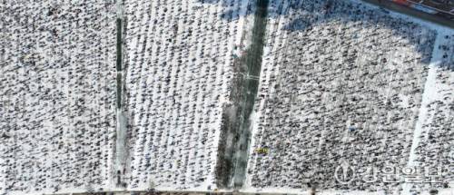 ◇대한민국 대표 겨울축제인 2026 얼음나라 화천산천어축제가 내년 1월10일부터 2월1일까지 화천천 일대에서 열린다. 사진은 2025년 1월 산천어축제 얼음낚시터를 가득 메운 관광객.
