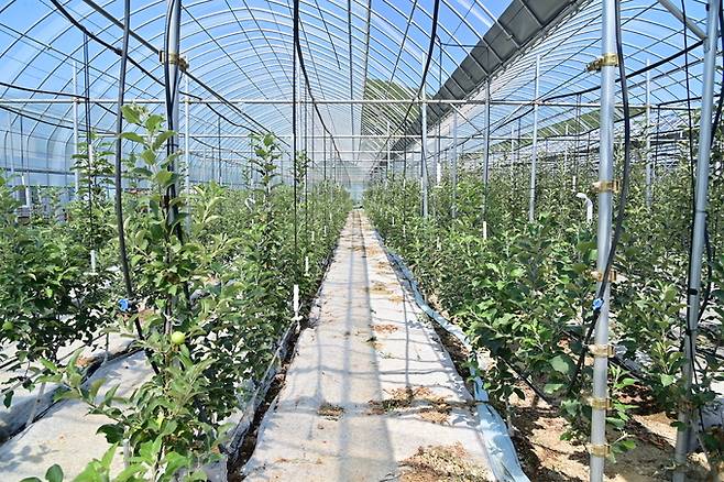 ▲ 청송군이 과수농업의 스마트화를 빠르게 도입하고 있다. 사진은 스마트 기기를 활용해 관수를 진행하고 있는 사과농원.