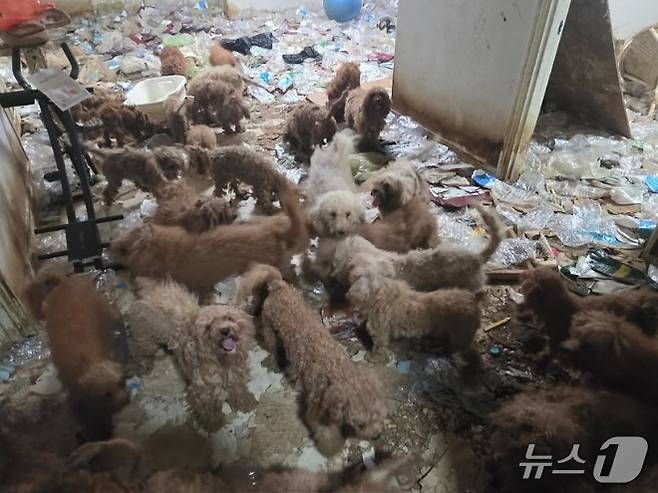 쓰레기 더미에서 구조된 푸들 강아지들(케어동물의료센터 제공) ⓒ 뉴스1