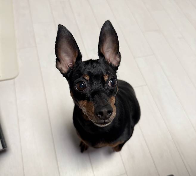 전 보호자는 "자신이 키우던 개와 얼굴은 닮았지만 성격이 다르다"는 핑계를 댔다(제보자 제공). ⓒ 뉴스1