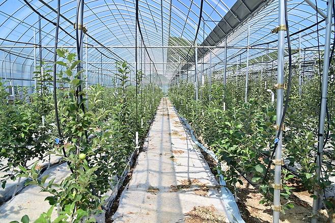 청송군 과수원 모습 ⓒ청송군 제공