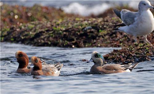 홍머리오리와 아메리카홍머리오리(맨 오른쪽) [촬영 유형재]
