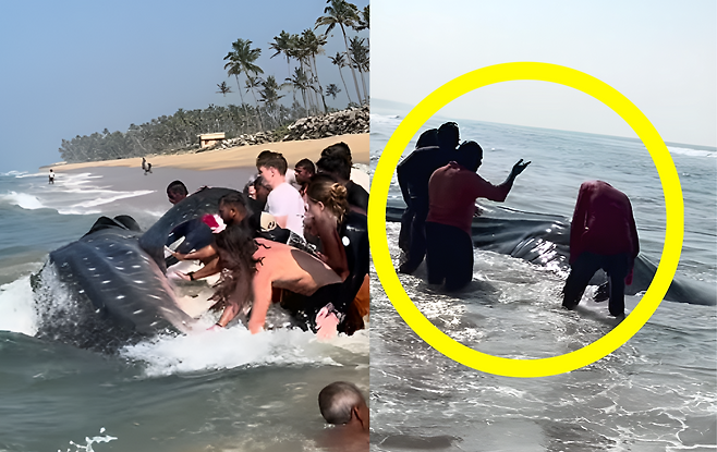인도의 한 해변에서 어망에 걸려 좌초된 멸종위기종 고래상어 한 마리를 현지 주민과 관광객들이 3시간 넘게 합심해 구조하여 바다로 돌려보내는 데 성공했다. 사진=@surferboy_varkala