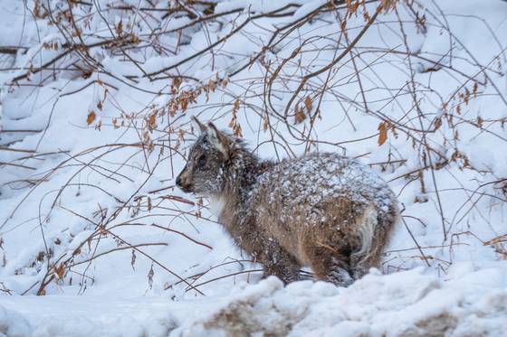 14일 강원도 설악산국립공원 도로 주변으로 먹이를 구하러 내려온 새끼 산양의 모습. 사진 국립공원을지키는시민의모임