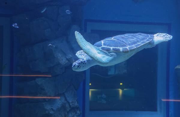 해양생태과학관의 수조에서 헤엄치는푸른바다 거북이 '마리'.