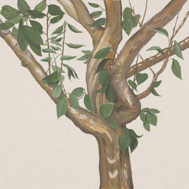 박준우, 모과나무, 2019. 갤러리 휴 제공