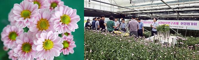 '보라미' 국화와 현장평가회. 충남도농업기술원 제공