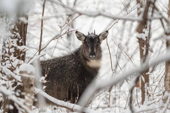 14일 눈 덮인 강원 화천군 산지에서 멸종위기 1급 산양이 포착됐다. [사진 국립공원을지키는시민의모임]