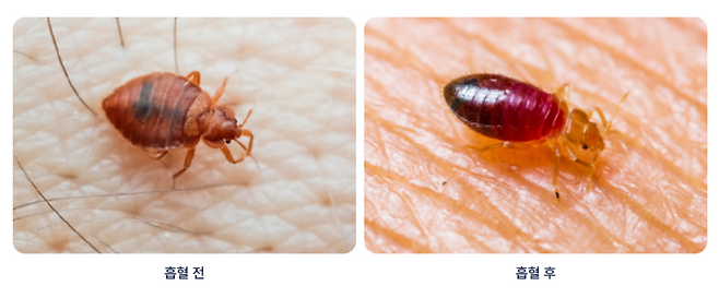 빈대.[세스코 홈페이지 갈무리]