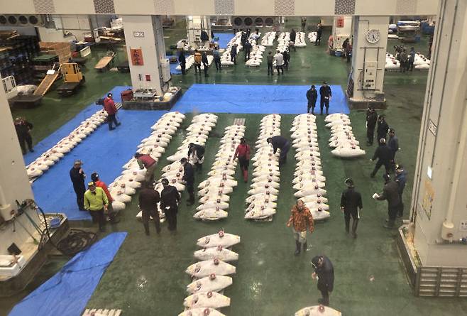 11월 26일 일본 도쿄도 고토구에 있는 도요스 중앙 도매시장 수산 도매점에 참치가 길게 놓여져 있다.  /사진=이은지 기자