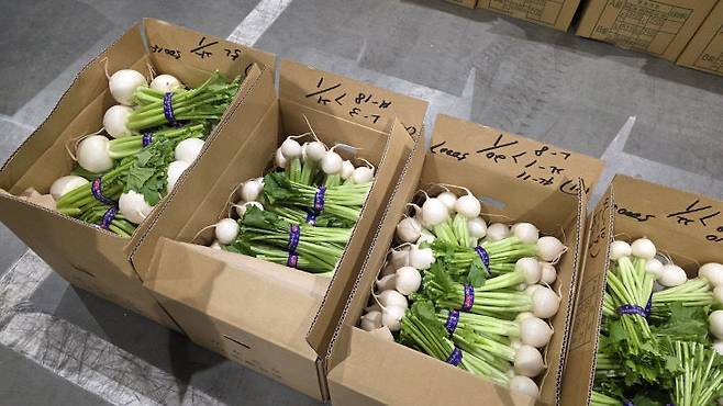 11월 26일 일본 도쿄도 고토구에 있는 도요스 중앙 도매시장 청과동 내 소포장된 무. /사진=이은지 기자