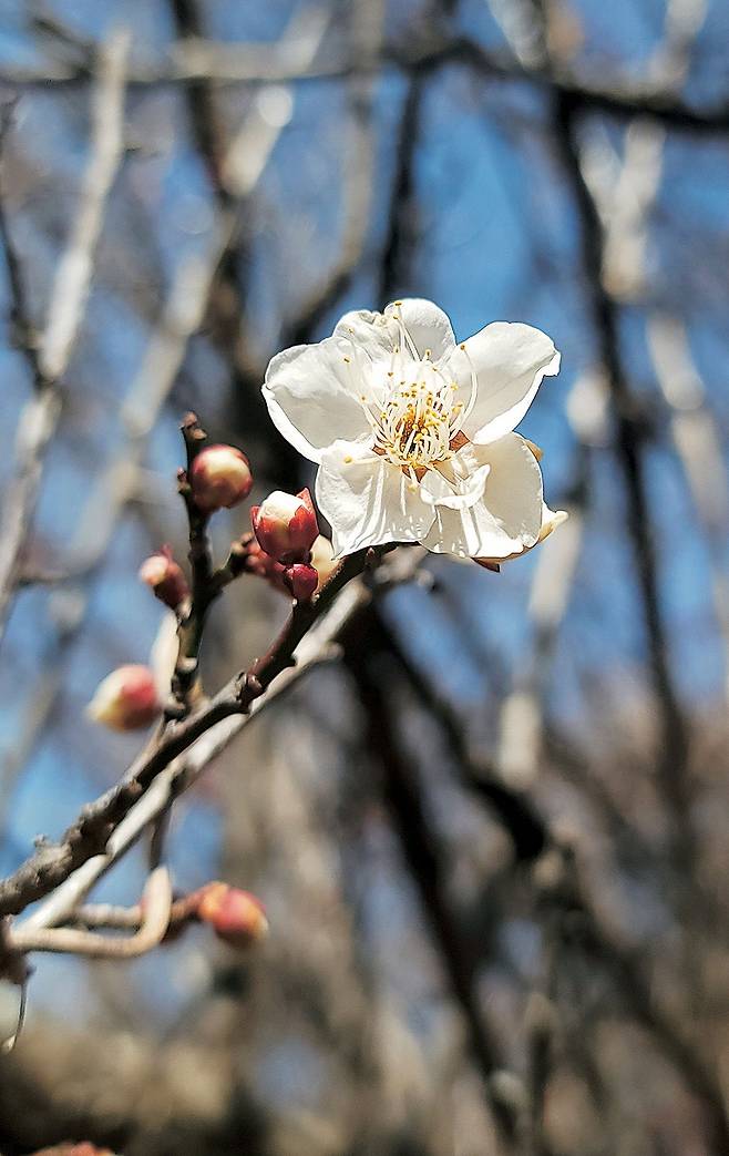 좌도에서 만난 매화. 늦은 개화 탓에 만개한 건 이 한 송이가 전부였다. 반쯤 핀 꽃 하나를 더해 이틀 동안 1.5송이의 매화를 봤다.