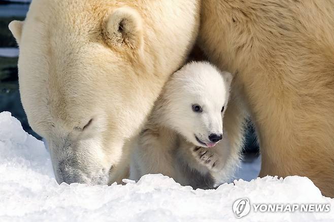 북극곰 [EPA=연합뉴스. 재판매 및 DB 금지]
