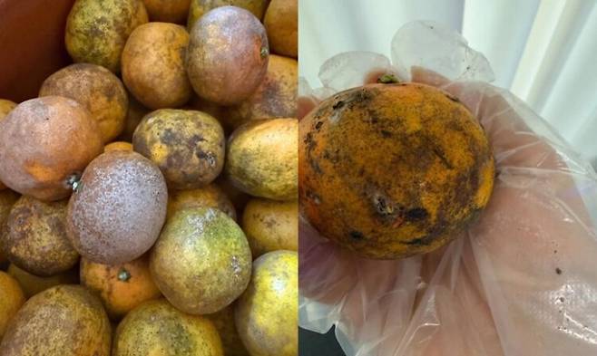 한 인플루언서가 곰팡이 핀 파치귤을 판매해 뭇매를 맞았다. 사진=온라인 커뮤니티