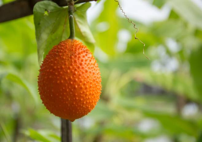 걱이 아세트아미노펜으로 유발된 간 손상 보호에 도움이 된다는 연구 결과가 나왔다. 사진=게티이미지뱅크