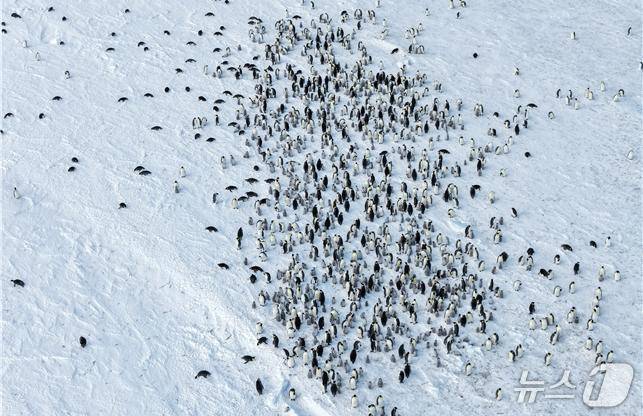 쿨먼섬 황제펭귄 번식지(극지연구소 제공)