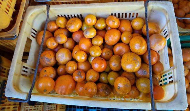 소셜네트워크서비스(SNS) 등에서 ‘못난이귤’이라는 홍보 문구로 판매된 상품외감귤. 서귀포시 제공