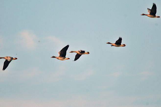 19일 국립생물자원관이 우리나라의 겨울철새 생태를 종합적으로 분석한 ‘한국의 월동 물새 27년의 변화와 보전 방안’을 펴냈다. 사진은 대표적인 겨울철새인 큰기러기. 국립생물자원관 제공