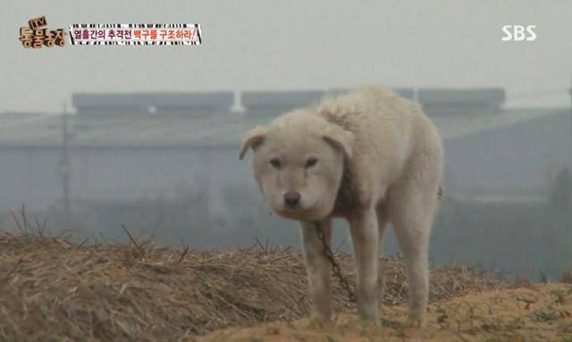 사건 당시 구조대는 열흘간 백구를 추적해 나섰지만, 백구는 계속 사람을 피해 도망쳤다. SBS 'TV동물농장' 캡처