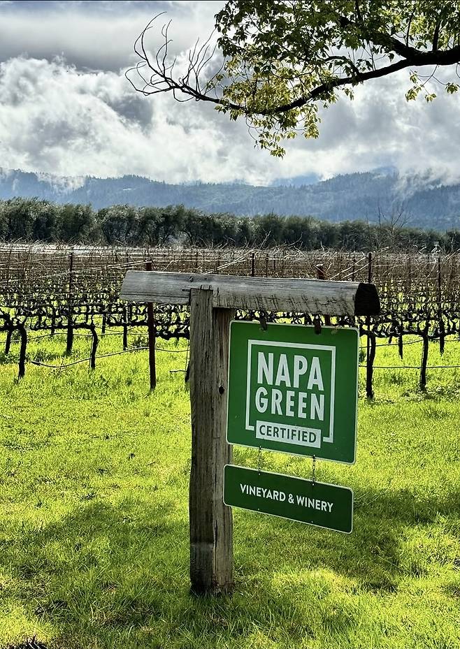 나파 그린 인증. 인스타그램