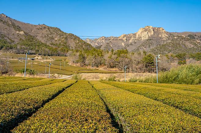 월출산 아래 펼쳐진 강진설록다원.