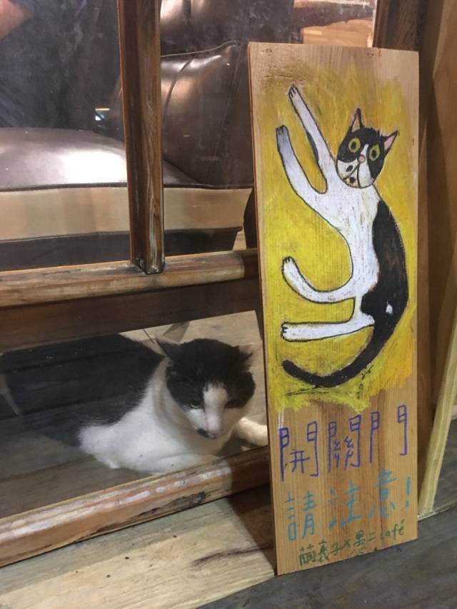 ▲ 카페에서 한가로이 게으름피우는 고양이. 대만에서의 시간은 천천히 흐른다. ⓒ필자