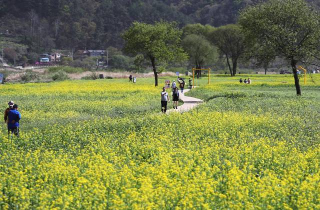 충북 옥천군 친수공원 유채꽃 단지. 충북도의회 제공