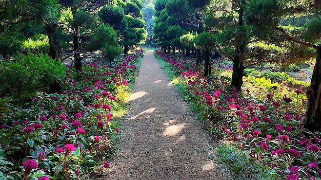 아가페정원의 향나무숲과 맨드라미.