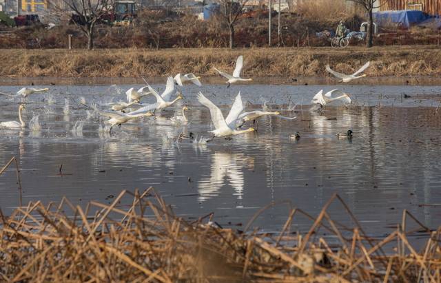 구미지산샛강생태공원이 기후에너지환경부 구관 2026년 생태계 보전부담금 반환사업에 선정돼 생태복원사업이 추진된다. 사진은 겨울마다 지산샛강생태공원을 찾는 큰고니 가족들의 모습. 구미시 제공