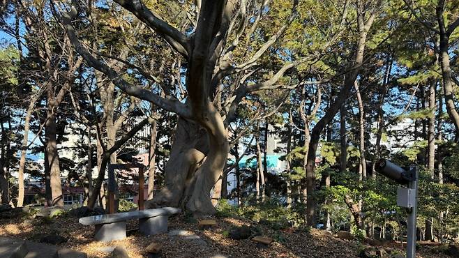 제주시 연동 삼무공원에서 발견된 팽나무 연리목