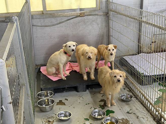 Abandoned dogs stay at a shelter operated by the Incheon Veterinary Medical Association in Incheon on Dec. 11. [IM SOUNG-BIN]