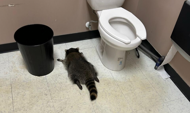 최근 미국 버지니아주 애슐랜드의 한 주류 판매점 화장실에서 만취한 라쿤이 발견됐다. [해노버카운티 동물보호소 페이스북]