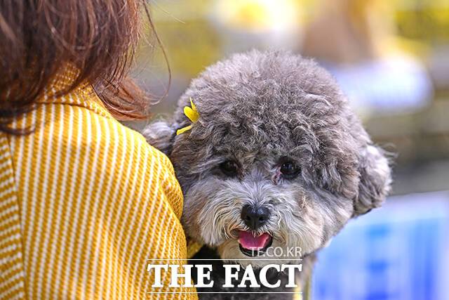 전국 동물병원 초진 진찰료가 평균 1만원 수준인 것으로 나타났다./더팩트DB