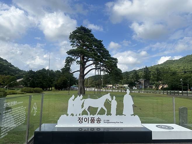 정이품송.