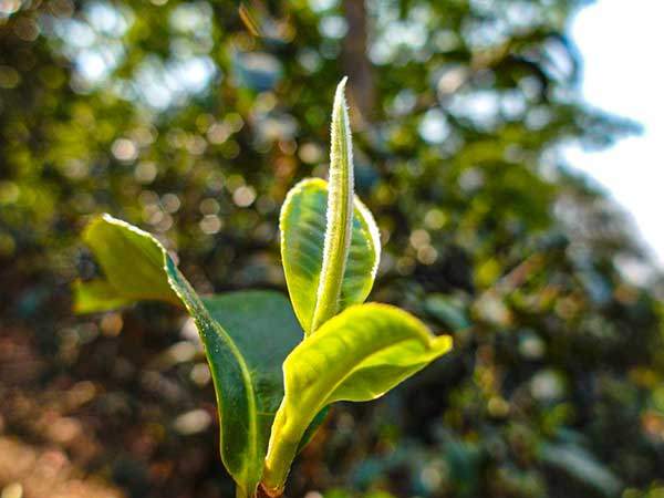 고차수 에서 움트는 새싹.