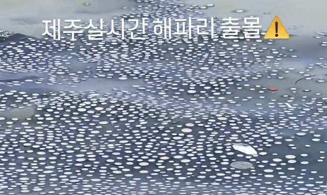 지난 7월26일 제주시 조천읍 신흥해수욕장 해상에 나타난 푸른우산관해파리. 사진 제공=인스타그램 @only_chavely