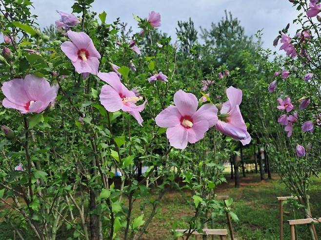 민락천변 무궁화동산. 의정부시 제공