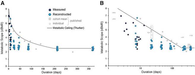 대사 한계가 기간에 따라 어떻게 달라지는지를 보여주는 그래프. 처음엔 기초대사량의 10배까지 소비하지만 점차 낮아져 2.5배로 수렴하는 걸 알 수 있다(회색선).
