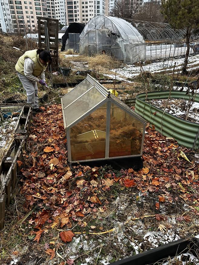 두 개의 빈약한 온실을 활용해 월동 준비를 마친 모습.