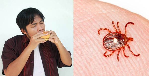 버지니아대 의과대학 연구팀이 진드기에 의해 전염되는 붉은 고기 알레르기로 인한 첫 사망 사례를 확인했다. 왼쪽 사진은 기사 사례와 무관함. /사진=게티이미지뱅크, CDC
