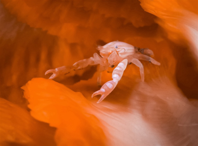 4월 발견된 국내 미기록종 게붙이류. 국립생물자원관