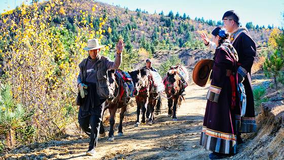 3300m 고산에 위치한 샹그릴라에는 여전히 말을 운송 수단 삼아 살아가는 이들이 있다. 이국적인 티베트 고원을 배경으로 인생 사진을 담으려는 중국 MZ세대에게도 인기 여행지로 통한다.
