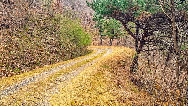 수락산 자락 임도. 산행 내내 한 사람도 마주치지 못했다.