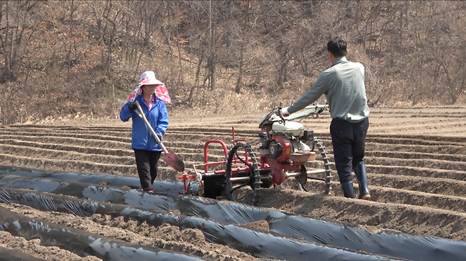 선금안 이장이 감자를 심고 있다.
