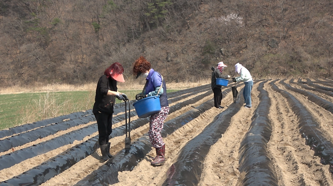 선금안 이장의 감자 심기에 마을 사람들과 만능배달꾼이 품앗이 나눔을 하고 있다.