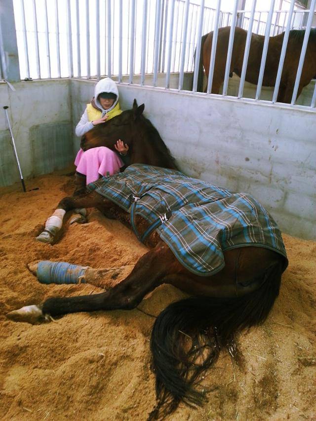 초롱이 엄마 영애씨가 마방에 들어서자 초롱이가 영애씨에게 기대어 쉬고 있다. 초롱이 엄마 영애씨 제공