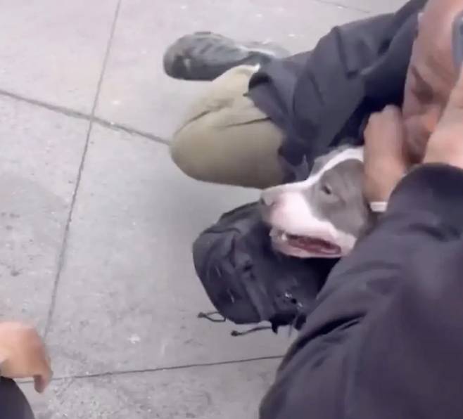 [뉴욕포스트 제공]