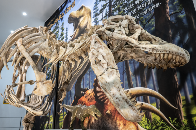 아시아의 티라노사우루스로 불리는 ‘타르보사우루스’ 전신 골격 복제표본. 지질자원연 제공.